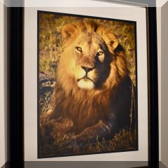 A15d. Framed lion photo. 20”x16” - $25 each